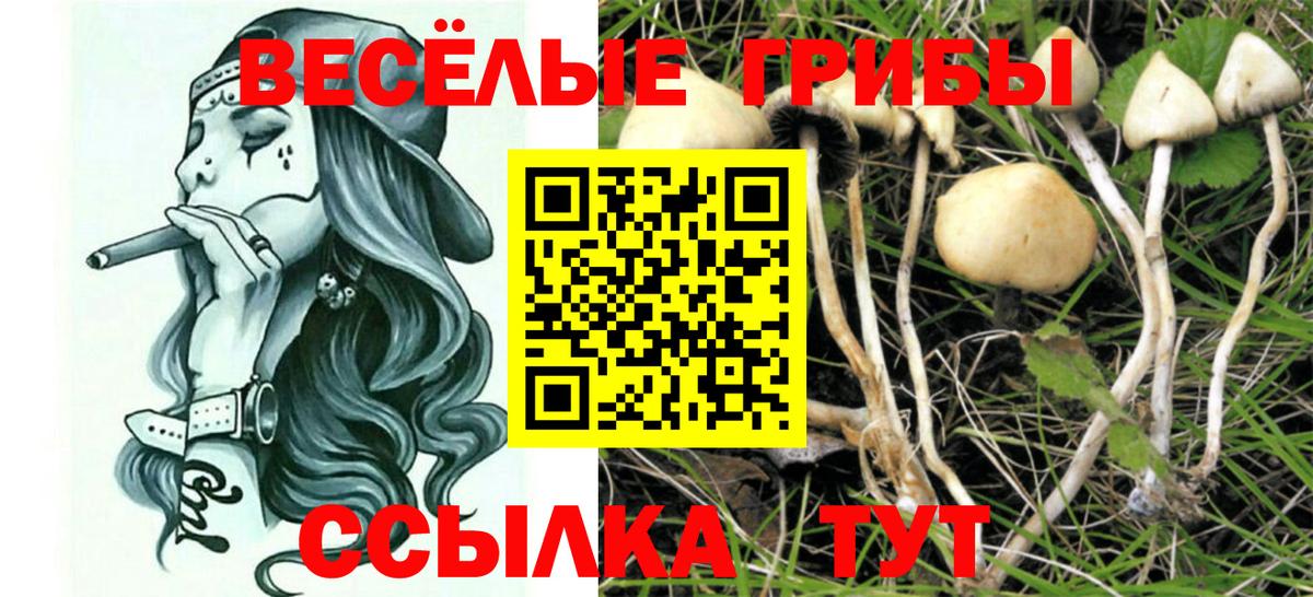 Галлюциногенные грибы прущие грибы Соль-Илецк